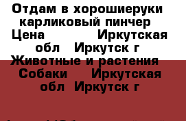 Отдам в хорошиеруки  карликовый пинчер › Цена ­ 3 000 - Иркутская обл., Иркутск г. Животные и растения » Собаки   . Иркутская обл.,Иркутск г.